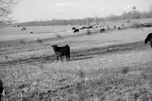Calf Postcard